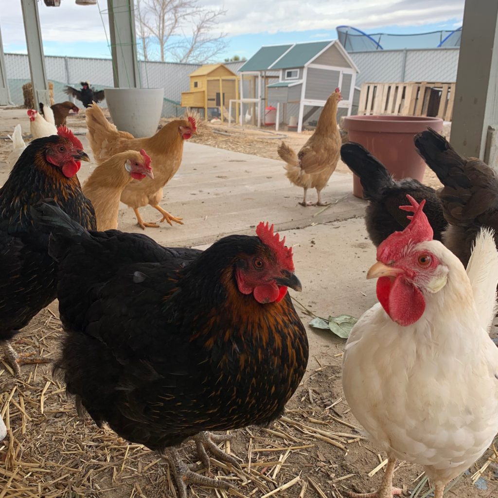 backyard chickens homestead 7 ways