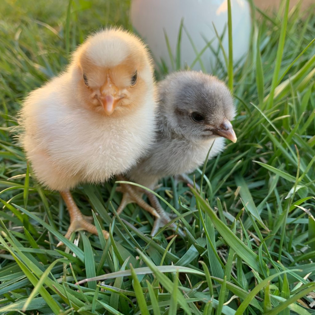 7 ways to cultivate a homestead