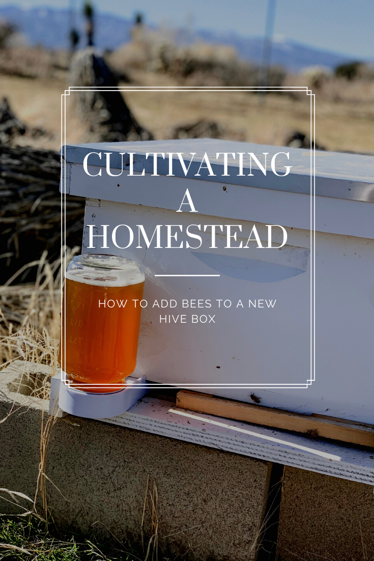 How To Add Bees To A New Hive Box.