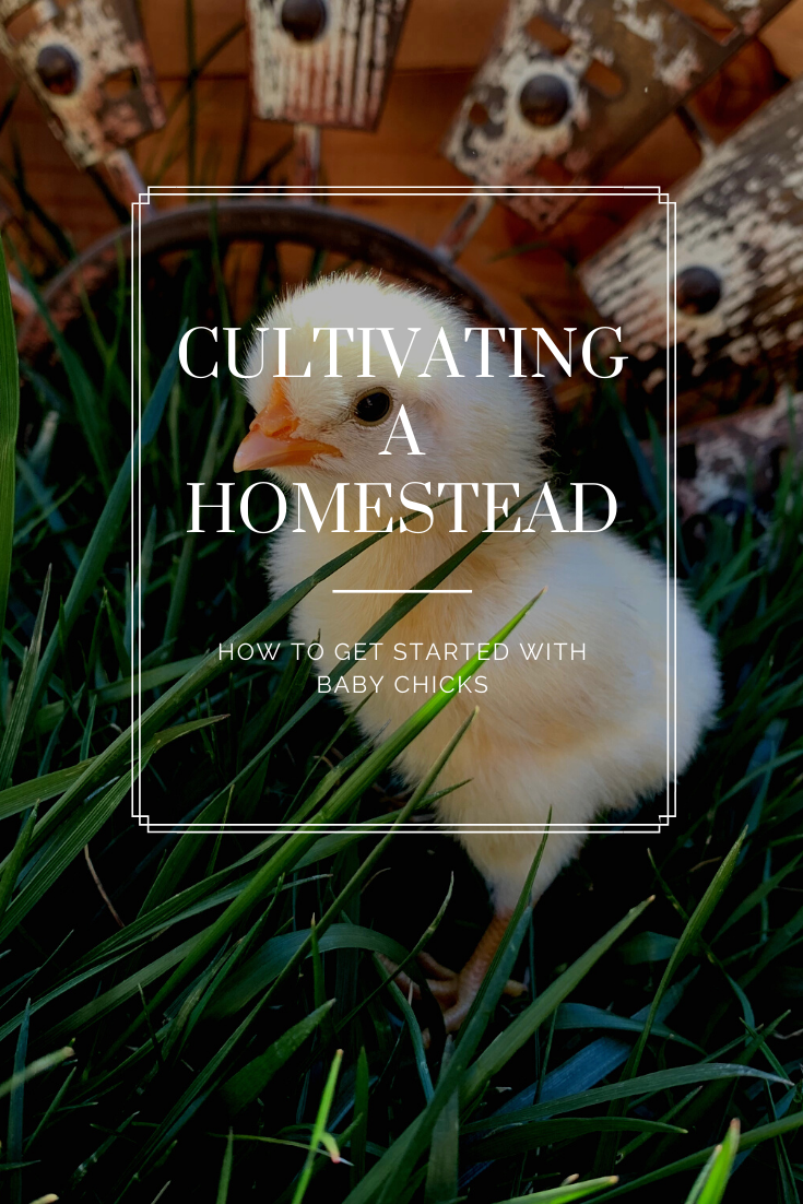 How To Get Started With Baby Chicks
