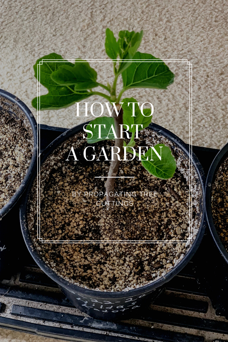 How To Start A Garden By Propagating Tree Cuttings
