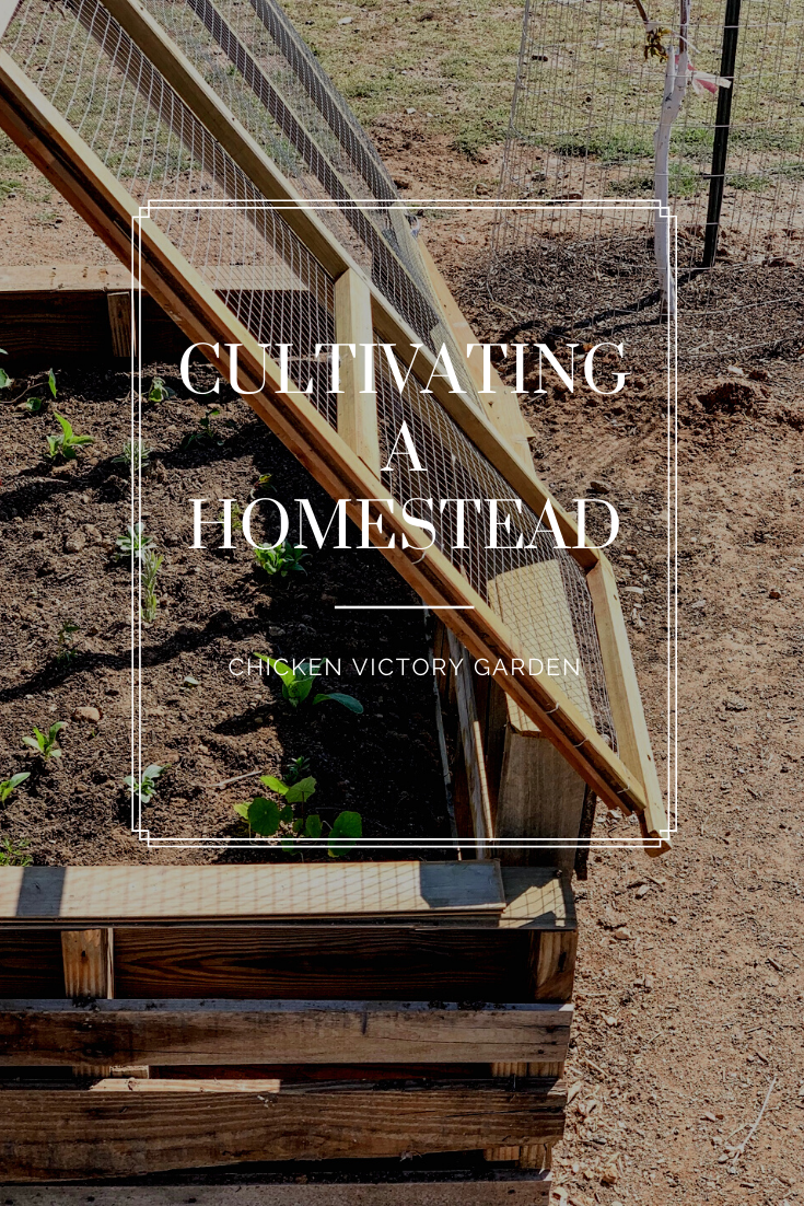 Chicken Victory Garden