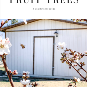 How To Get Started Growing FRUIT TREES, A Beginners Guide