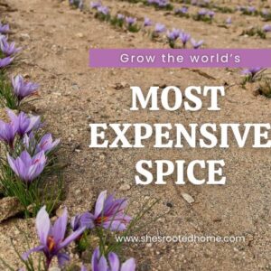 Saffron Growers Academy