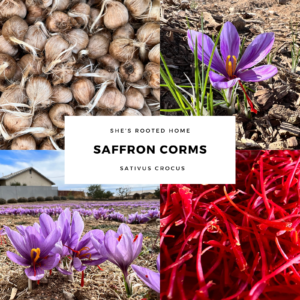 2026 pre orders now open (12 count) Large Saffron Corms