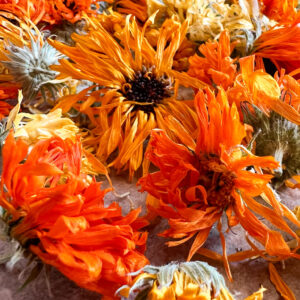 Calendula Flowers Grown Organically