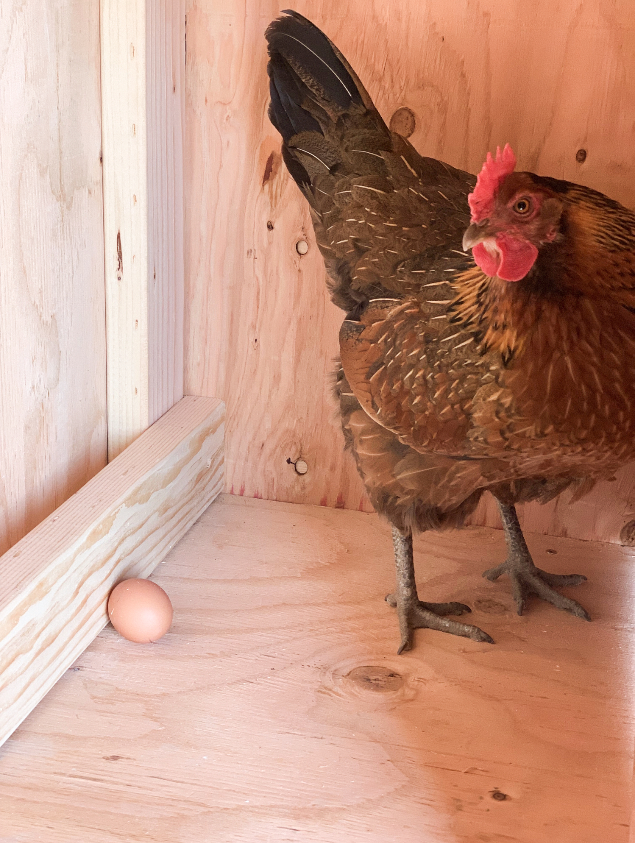 What’s the difference between store bought eggs and farm fresh eggs?