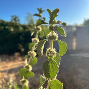 Organic Dried Horehound