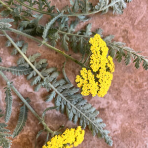 Dried Yarrow Organically Grown